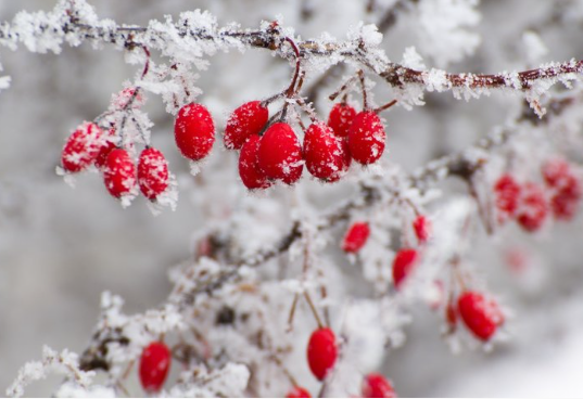 E-NEWS DECEMBER